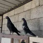 طبات رامبوري فواااخر ( تم البيع )