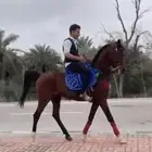 حصان شعبي