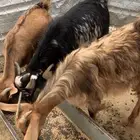 تيوس وعناق