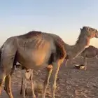 جنوب حائل