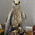 باشق وحش اليوم صايده