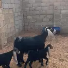 عنز عارضية متبع ( تم البيع )