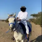 حصان شعبي مدرب جاهز حار
