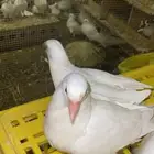 فراخة حمام فرنسي ..