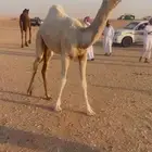 حوارة وضحاا كفوو
