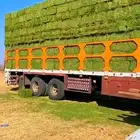 برسيم صافي ورق