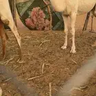 قعود حاكم على بعير ابن هشال ال بريك جده حاكم ابن قريع