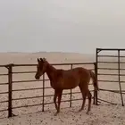 مهر