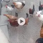 ديك للبيع العدد 60