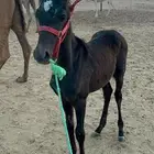 مهر للبيع