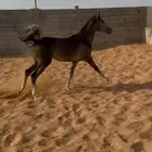 مهرة شعبية