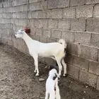 ماعز بيشية فاخرة