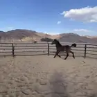 مهره شعبيه