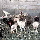 طيور