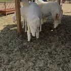 رخال مقنوي