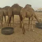 قعدان للبيع العدد 5