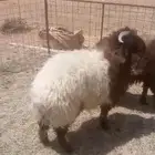 للبيع خروف نعيمي 6اشهور وزود