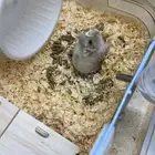 هامستر للبيع