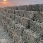 بلوبنك حصاد جديد ورق ناعم