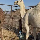 بكرة وضحى مزاين