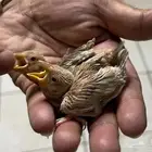 جاوا كريمي محلي تربيه