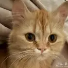 قطه مفقوده