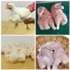 سمان ودجاج طازج يذبح امامك