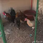 ديك وست دجاجات للبيع العاجل