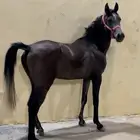 حصان شعبي