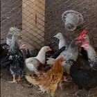 دجاج بلدي ثلاث شهور بيع جملةحول 50 طير الزايد والماقص بحقه