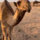 للبيع قعود تمامي كفو