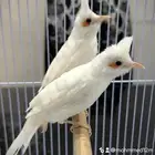 بلبل او بلبول او نغري