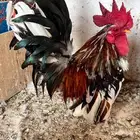 دجاج اقزام جبانيز زوج بفروخه