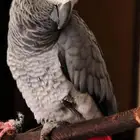 كاسكو
