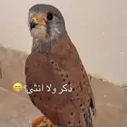 مطلوب باشق اب بستين وتحت