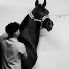 حصان واهو للبيع