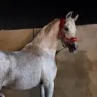 للبيع حصان شيخ السعر مناسب