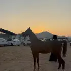 مهر شعبي شيخ