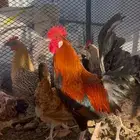 دجاج بياض