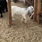 تيس العمر اربع شهور الظهر فوق تحت الفل شي بسيط