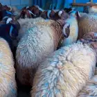 تم وصول من الجوف لتبوك خرفان نعيم جذعان فاخره