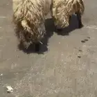 خرفان