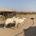 غنم حريه العدد6
