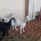 معزا عوارض جفار طيبه