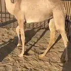 بكره من تحت امها كفو للبيع التواصل اتصال