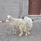 طليان ذبايح