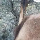 للبيع. ناقه خلقه. مصغر معها قعود.