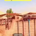 حوار باقي منه ربع ونذبح