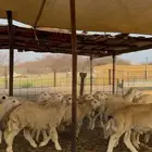طليان ورخال حري 50 راس ذبايح للبيع