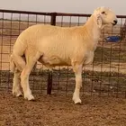 مشروع فحل حري صنف